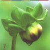 Volume 31.4